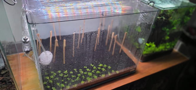 Dry star Bon, au final, je me suis décidé à planter ma Cuba en dry start. Mes plantes devraient arriver jeudi ou vendredi ; en attendant, elles vont s’enraciner tout doucement.
J’ai remis la lumière et je l’ai mise à pleine puissance (100 %), avec une temporisation différente de 12 heures. J’ai également ajouté du CO₂ : pas besoin d’une grande quantité, une bulle par seconde suffit. Le CO₂ va tapisser le fond de l’aquarium et permettre aux plantes de pousser un peu plus vite.
Bien sûr, j’ai recouvert l’aquarium de cellophane et laissé environ un demi-centimètre à l’avant pour l’aération.
Il n’y a plus qu’à le laisser tranquille en surveillant qu’il n’y ait pas de champignons qui se développent entre-temps. Normalement, si on utilise des gants comme je l’ai fait et que l’on a bien stérilisé ses outils, ça ne devrait pas arriver.