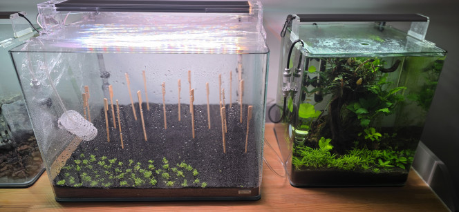 Dry star Bon, au final, je me suis décidé à planter ma Cuba en dry start. Mes plantes devraient arriver jeudi ou vendredi ; en attendant, elles vont s’enraciner tout doucement.
J’ai remis la lumière et je l’ai mise à pleine puissance (100 %), avec une temporisation différente de 12 heures. J’ai également ajouté du CO₂ : pas besoin d’une grande quantité, une bulle par seconde suffit. Le CO₂ va tapisser le fond de l’aquarium et permettre aux plantes de pousser un peu plus vite.
Bien sûr, j’ai recouvert l’aquarium de cellophane et laissé environ un demi-centimètre à l’avant pour l’aération.
Il n’y a plus qu’à le laisser tranquille en surveillant qu’il n’y ait pas de champignons qui se développent entre-temps. Normalement, si on utilise des gants comme je l’ai fait et que l’on a bien stérilisé ses outils, ça ne devrait pas arriver.