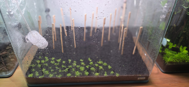 Dry star Bon, au final, je me suis décidé à planter ma Cuba en dry start. Mes plantes devraient arriver jeudi ou vendredi ; en attendant, elles vont s’enraciner tout doucement.
J’ai remis la lumière et je l’ai mise à pleine puissance (100 %), avec une temporisation différente de 12 heures. J’ai également ajouté du CO₂ : pas besoin d’une grande quantité, une bulle par seconde suffit. Le CO₂ va tapisser le fond de l’aquarium et permettre aux plantes de pousser un peu plus vite.
Bien sûr, j’ai recouvert l’aquarium de cellophane et laissé environ un demi-centimètre à l’avant pour l’aération.
Il n’y a plus qu’à le laisser tranquille en surveillant qu’il n’y ait pas de champignons qui se développent entre-temps. Normalement, si on utilise des gants comme je l’ai fait et que l’on a bien stérilisé ses outils, ça ne devrait pas arriver.