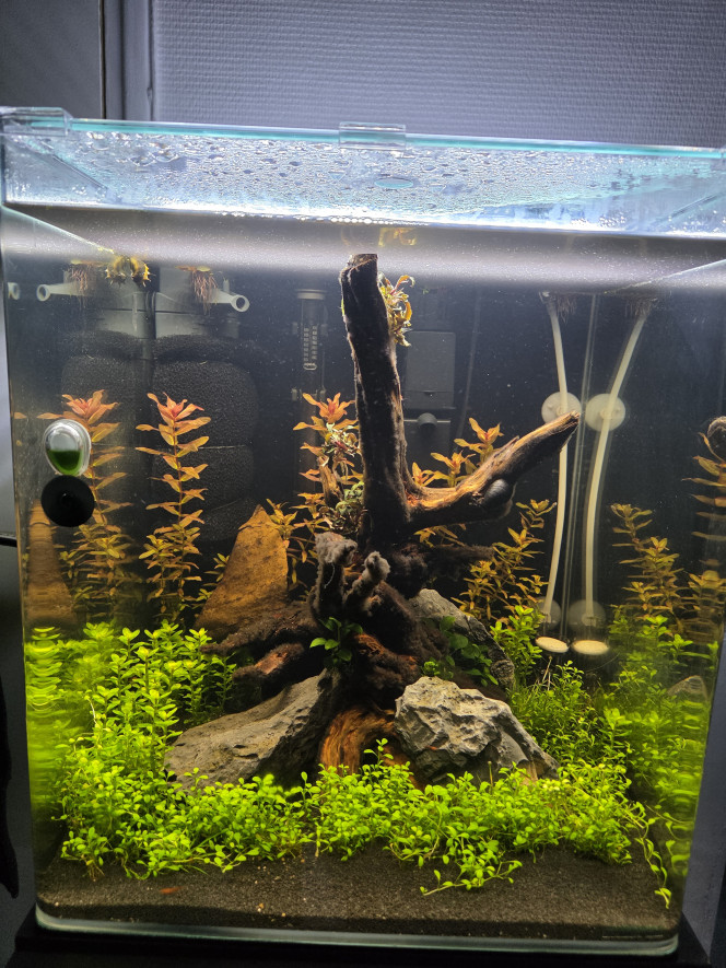 Face avant un mois après la mise en eau