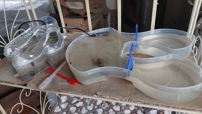 Debut du bac principal Bac pour faire éclore les oeufs de triops et les laisser grandir.

Ça fait un peu vide actuellement. J’ajouterais bientôt un peu de verdure comme de l’herbe aquatique (j’ai oublier le nom, mais ça ressemble à du gazon mais version aquatique!)