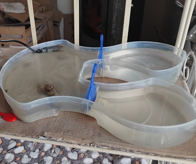 Mon petit bac à triops Photo de mon petit bac où j’élève mes triops longicaudatus.

Il  fait un peu vide actuellement. Je vais bientôt mettre de l’éléocharis pour que ça fasse un peu plus verdoyant  ? En plus ils seront surement content de pouvoir grignoter l’herbe !

Je pense aussi bientôt acheté un bac plus grand, pour qu’ils aient plus de place. Celui-là servira, par la suite, d’éclosoire. 

Mes petits triops vivent avec des escargots planorbes de différentes couleurs dont un très beau de couleur rosé ?

J’aime beaucoup m’occuper mes triops ! Ils sont fascinant à observer, et en les connaissant de mieux en mieux, je vois que ce sont de petits animaux curieux !