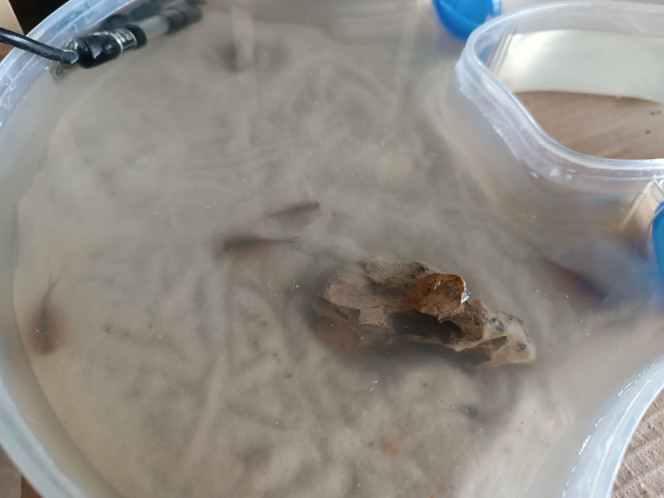 Photos de quelques uns de mes triops Quelques uns de mes triops !