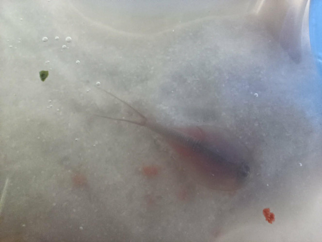 Photos de quelques uns de mes triops Quelques uns de mes triops !