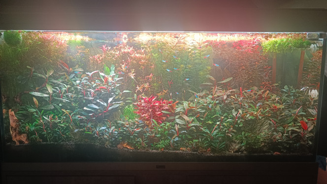 Évolution du 200 litres. Beaucoup de buces (j'adore !)
Je pense que j'ai enfin trouvé  le bon équilibre dans ce bac.
J'utilise l'engrais "plantedbox EI" et ça marche franchement pas mal pour un coût moindre par rapport aux grandes marques connues.