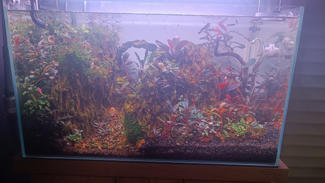 Évolution 60 litres Le petit 60 litres full buces.
Je galère à trouver l'équilibre, j'ai des algues filamenteuses.?
Et sans le vouloir, j'ai introduit une buce avec un petit morceau de mousse de java... Quelle erreur !