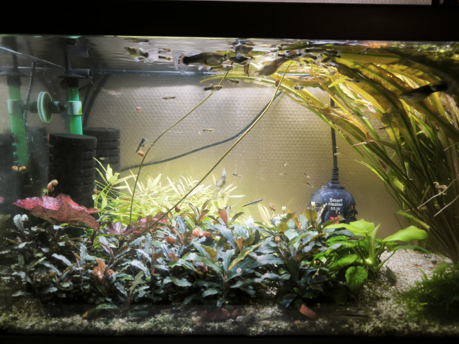  Mise a jour du vivier ou la monstera s'épanouit