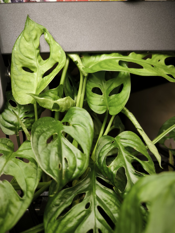 Mise a jour du vivier ou la monstera s'épanouit