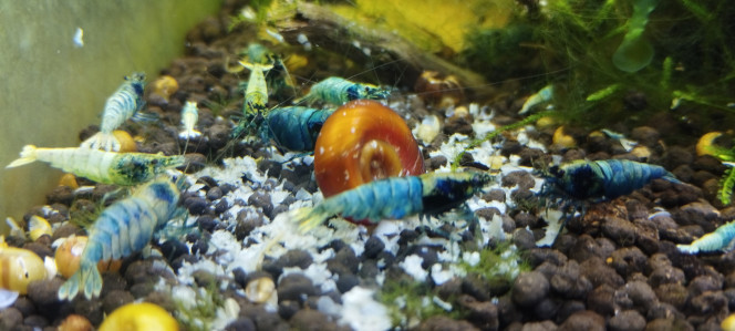 Photographie du post de Olivier1977 