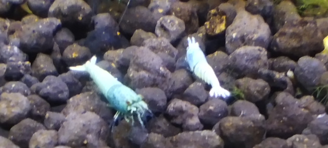 Photographie du post de Olivier1977 