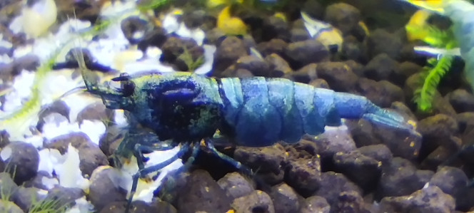 Photographie du post de Olivier1977 