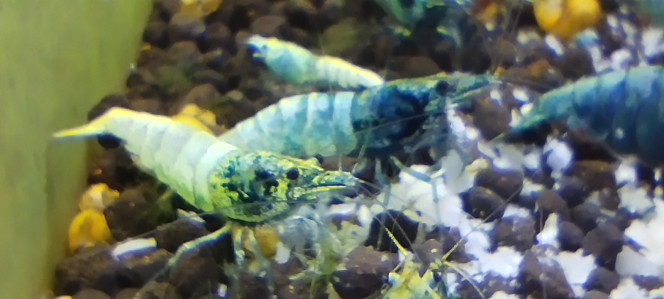 Photographie du post de Olivier1977 