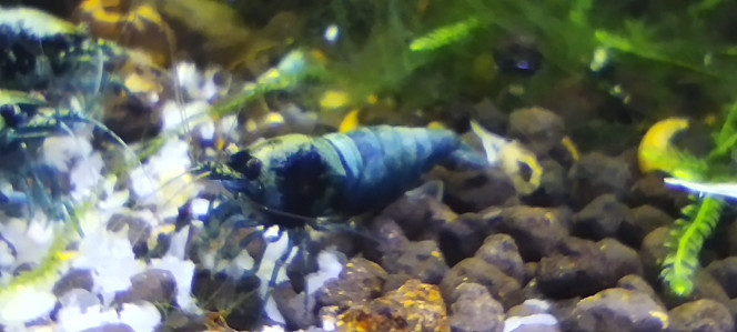 Photographie du post de Olivier1977 