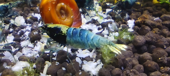 Photographie du post de Olivier1977 