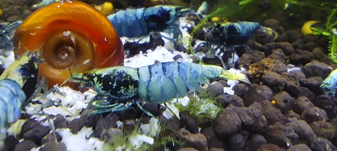 Photographie du post de Olivier1977 