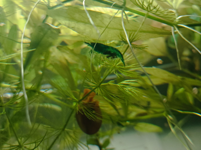 Photographie du post de littleoph 