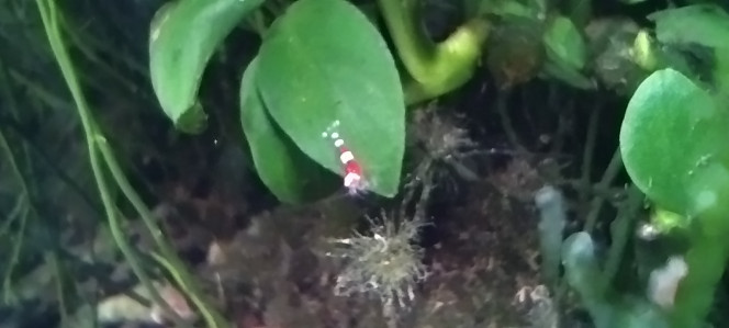 Photographie du post de Olivier1977 