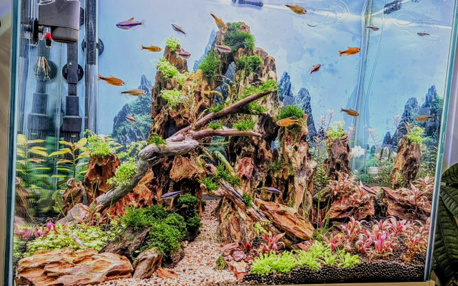 Photographie du post de Yannick66 