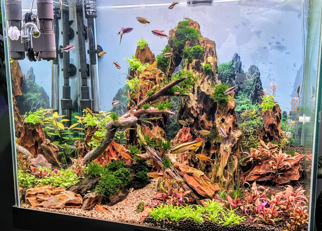 Photographie du post de Yannick66 