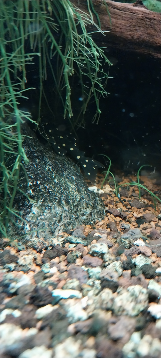 Photographie du post de STK54 