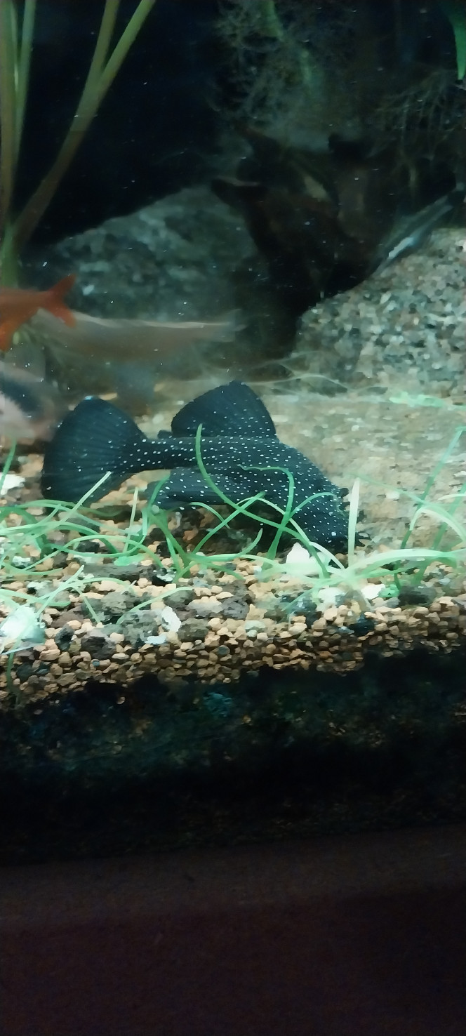 Photographie du post de STK54 