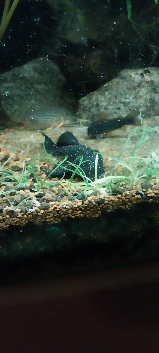 Photographie du post de STK54 