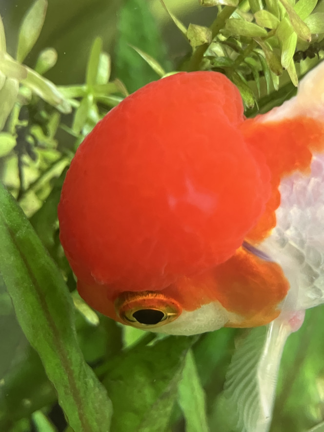 Photographie du post de Ribeyre710 