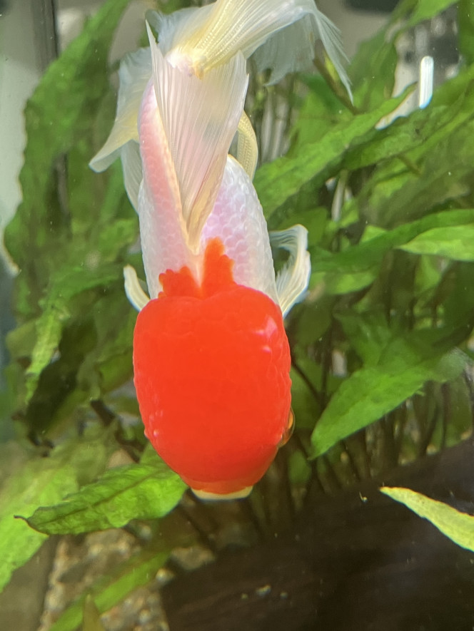 Photographie du post de Ribeyre710 