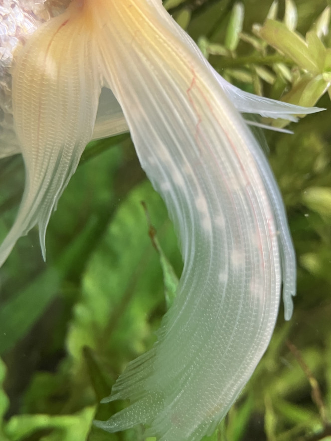 Photographie du post de Ribeyre710 