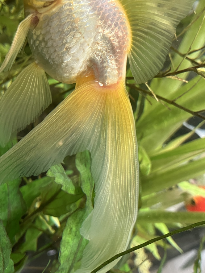 Photographie du post de Ribeyre710 