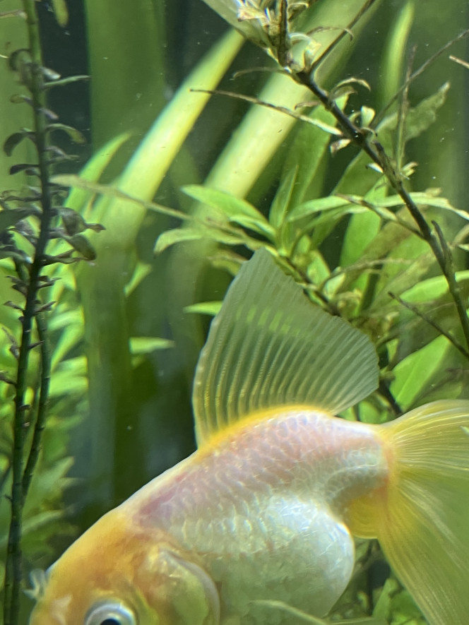 Photographie du post de Ribeyre710 