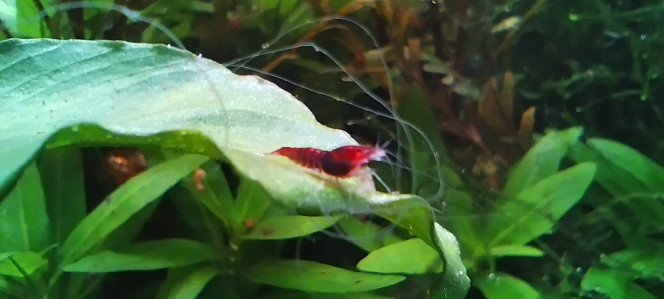 Photographie du post de Olivier1977 