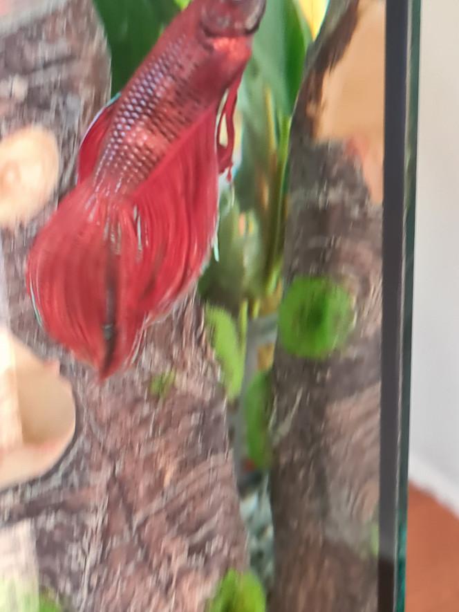 Photographie du post de Flowerpower 