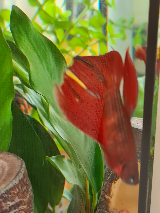 Photographie du post de Flowerpower 