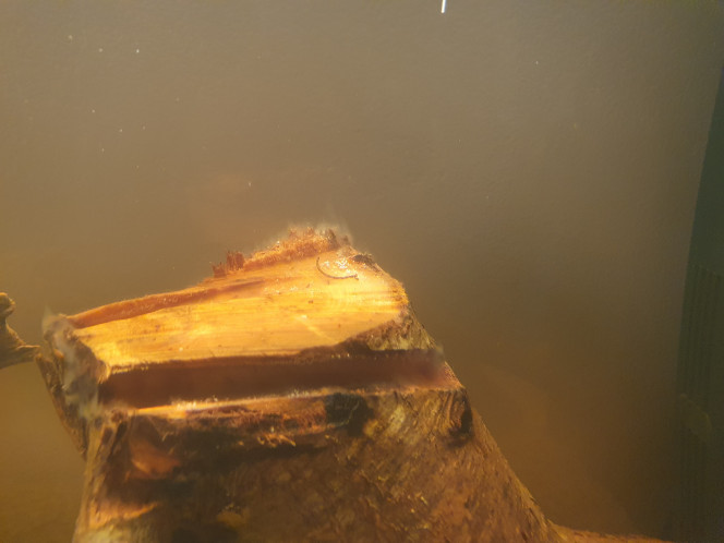 Photographie du post de AQUA_pink 