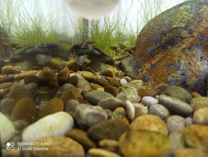 Photographie du post de Yoannikko 