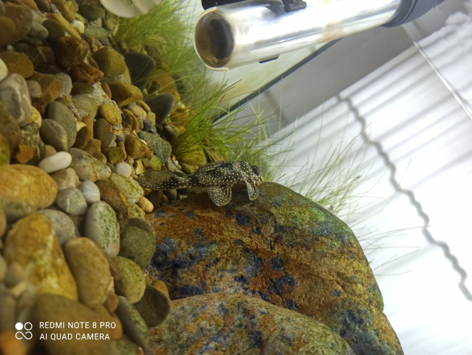 Photographie du post de Yoannikko 