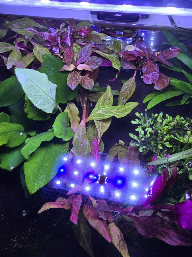 Photographie du post de Laurene27 