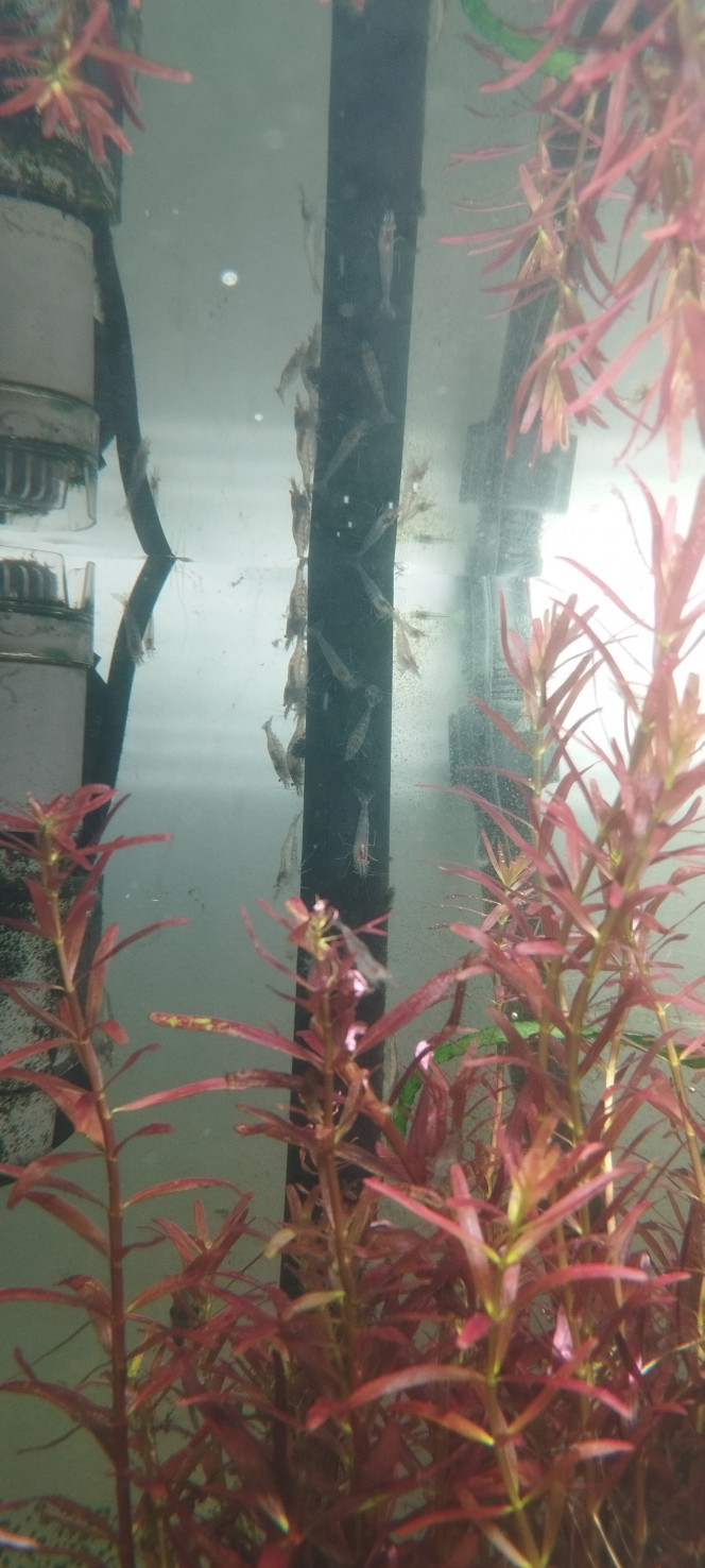 Photographie du post de Olivier1977 