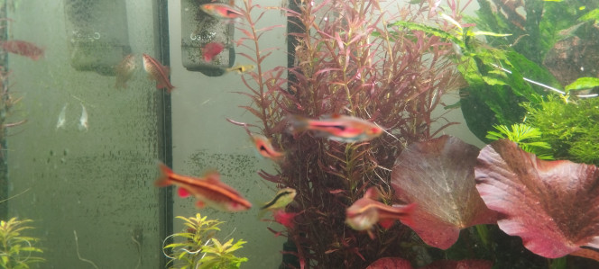 Photographie du post de Olivier1977 