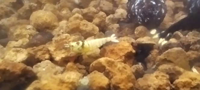 Photographie du post de Olivier1977 