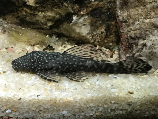 mon ancistrus Je ne sais pas quel type d'ancistrus c'est. Il fait partie de la première vague de poissons que j'ai introduits dans cet aquarium de 80 litres (avec 5 bentosi).
Mâle ou femelle, je ne sais pas.