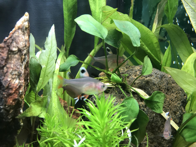 mes bentosi J'en ai maintenant 10 (5 introduits le 3 janvier et 5 le 12 janvier 2026).