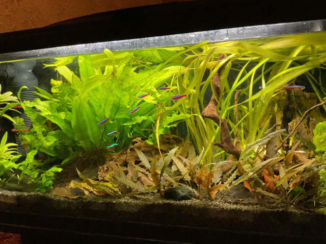 Photographie du post de Nahemafleur 