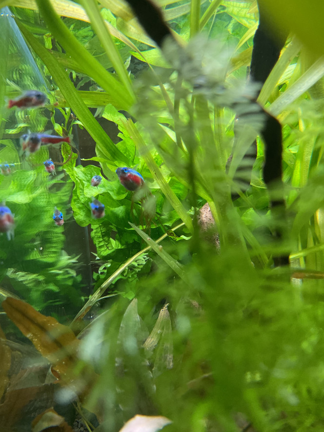 Photographie du post de Nahemafleur 