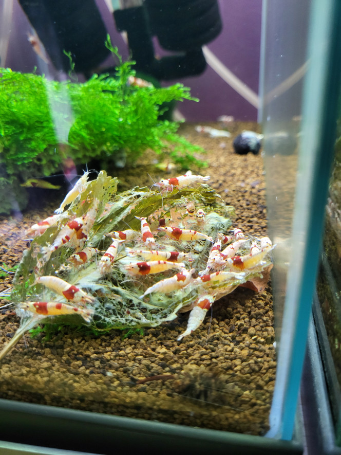 Photographie du post de Tedd80 