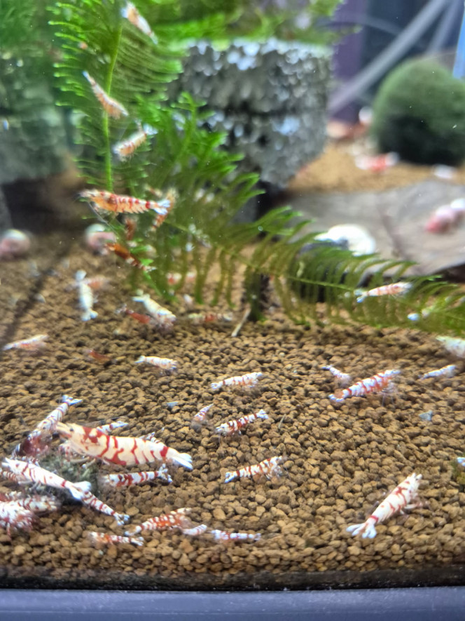 Photographie du post de Tedd80 