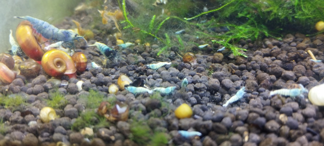 Photographie du post de Olivier1977 