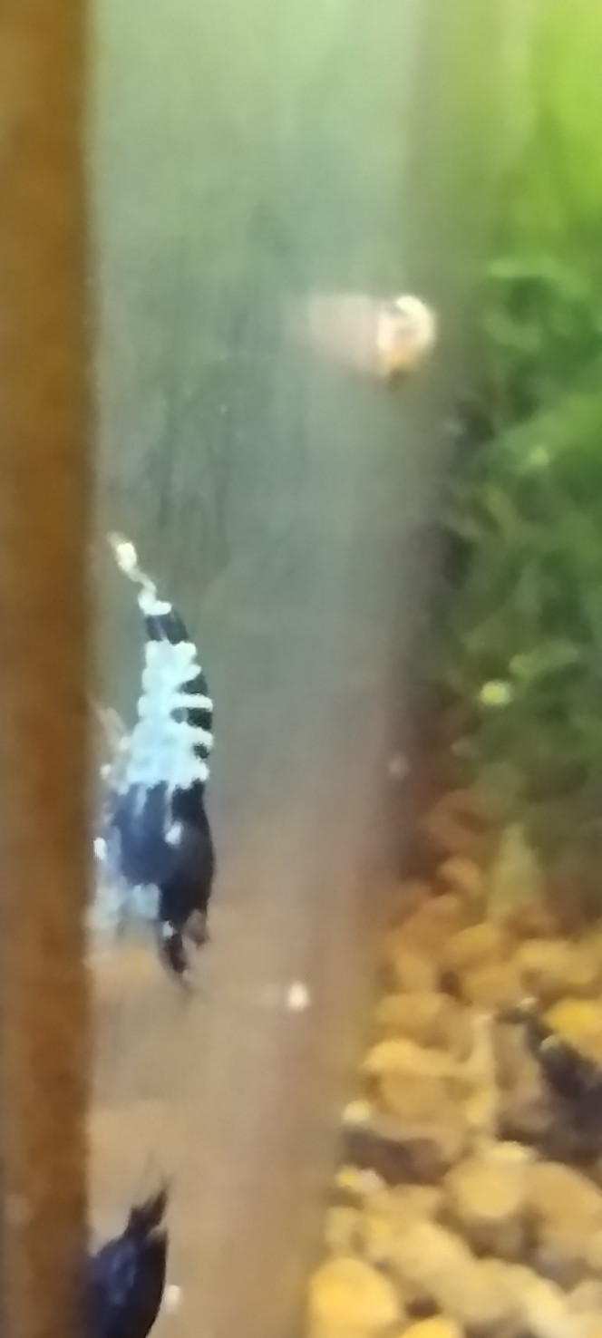 Photographie du post de Olivier1977 