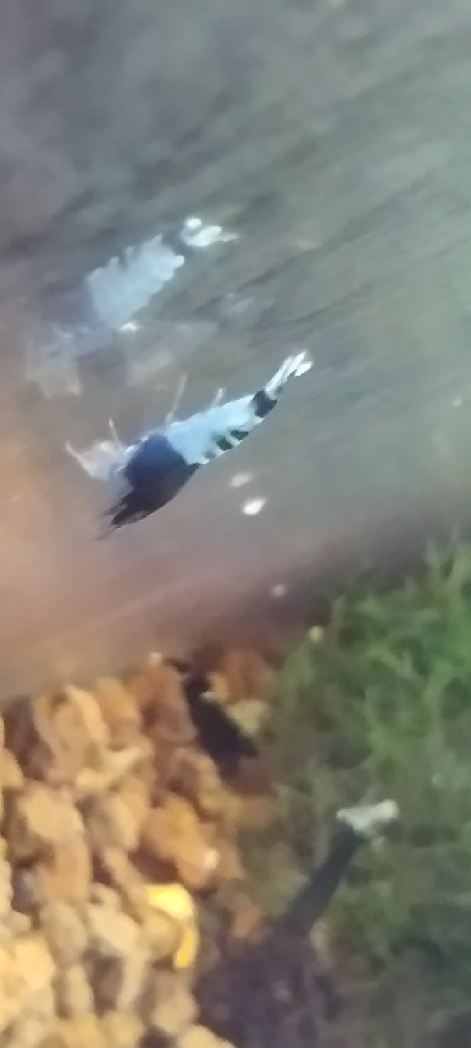 Photographie du post de Olivier1977 